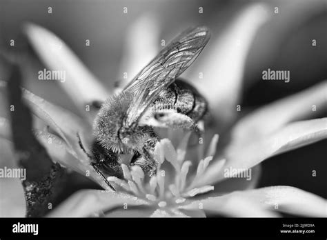 Honigbiene in Schwarz und Weiß sammelt Nektar auf einer gelben Blume