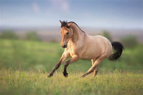 Wild Buckskin Stallion