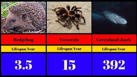 The Average Lifespans Of Animal Species Youtube