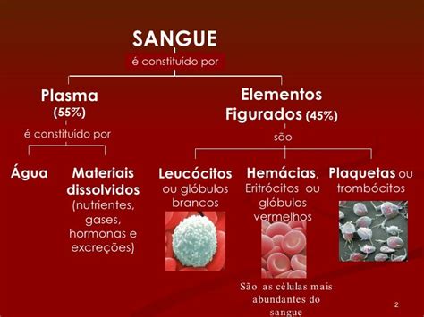 Sistema Circulatório