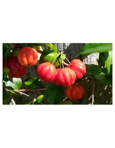 Spicy Pitanga Eugenia Uniflora Cerezo Del Surinam 1 Arbolito En Venta