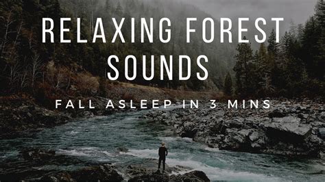 Relaxing forest sounds - YouTube