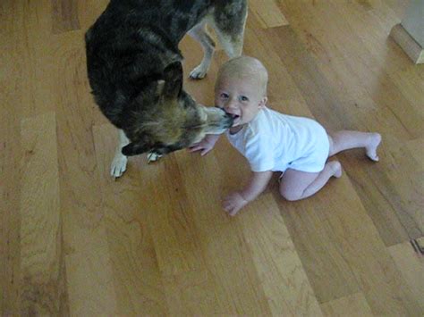 Dog loves to kiss baby