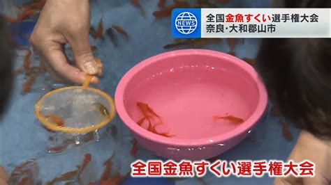 「金魚めっちゃ元気」3分間で何匹すくえるかを競う『全国金魚すくい選手権大会』に約1700人が参加 奈良・大和郡山市（2024年8月19日