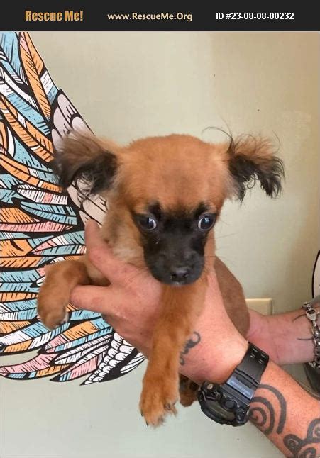 Adopt Papillon Rescue Plattsburgh Ny