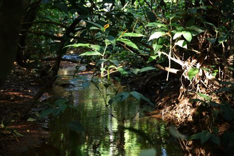 Diplomacia Ambiental Por Gustavo Krause Metr Poles