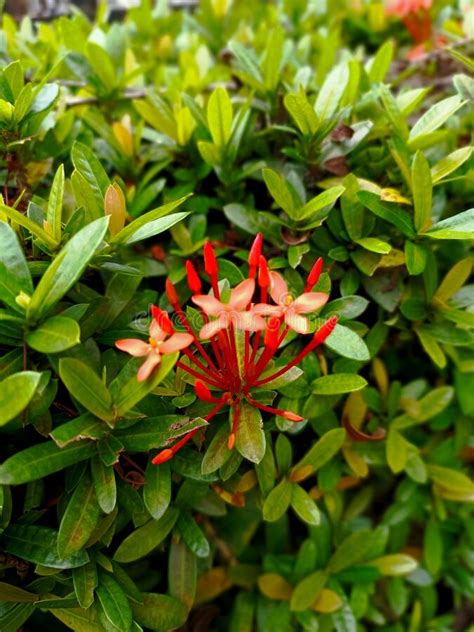 Asoka Flower Beautiful Stock Image Image Of Herb Produce 264204339
