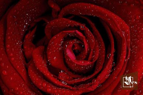 Explore The Captivating Charm Of Black Magic Roses The Definitive