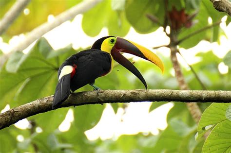 Toucan Brown Back Toucan Rainforest Costa Rica Yellow Brown