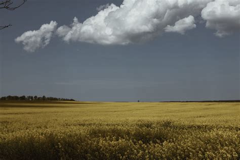 Fotos Gratis Paisaje Naturaleza Césped Horizonte Nube Planta