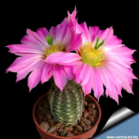 Echinocereus Metornii