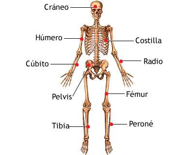 Huesos más importantes del esqueleto humano Esqueleto humano