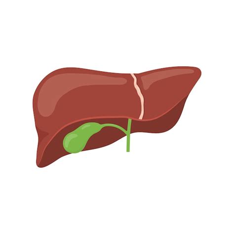 Premium Vector Human Liver And Gallbladder Flat Vector Illustration