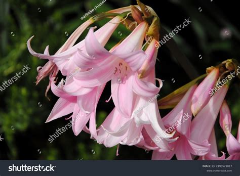 imágenes de Naked lilies Imágenes fotos y vectores de stock Shutterstock