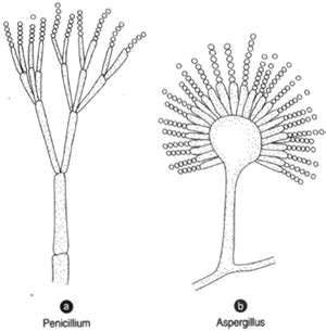 Penicillium and Aspergillus | The Ascomycetes | Introduction to Botany ...