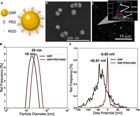 Characterization Of Gold Nanoparticles A Schematic Diagram Of The Gnp