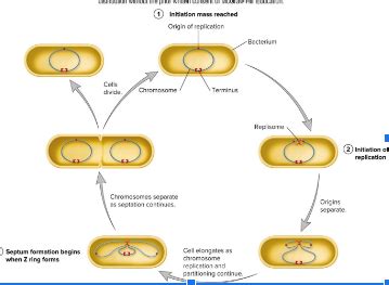 Microbio Exam 4 Flashcards Quizlet