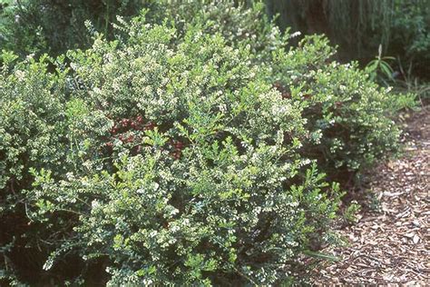 Gaultheria mucronata | Landscape Plants | Oregon State University