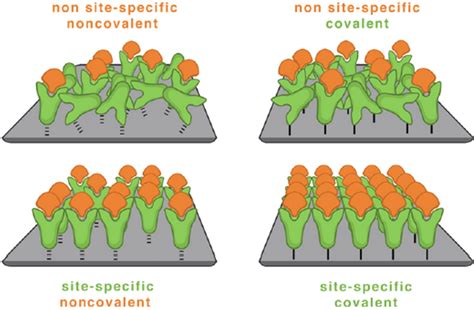 Schematic Of The Four Different Immobilization Methods For Biomolecules