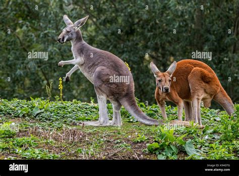 Red Kangaroos Macropus Rufus Male And Female Native To Australia