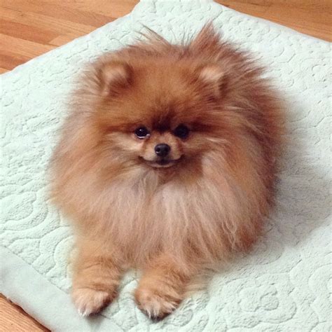 Fluffy Pom Pom Dog World Cutest Dog Beautiful Dogs