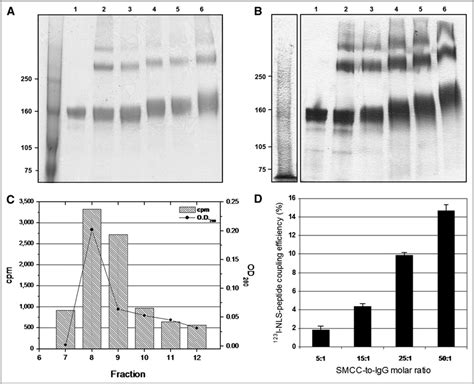 A Sds Page And B Western Blot Of Unmodified Trastuzumab Lane Or