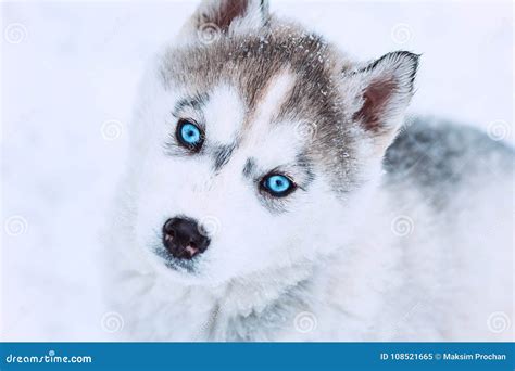 White Husky With Blue Eyes