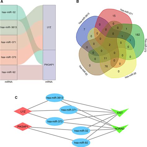 Construction Of The Cerna Co‐expression Network A The Relationship Download Scientific