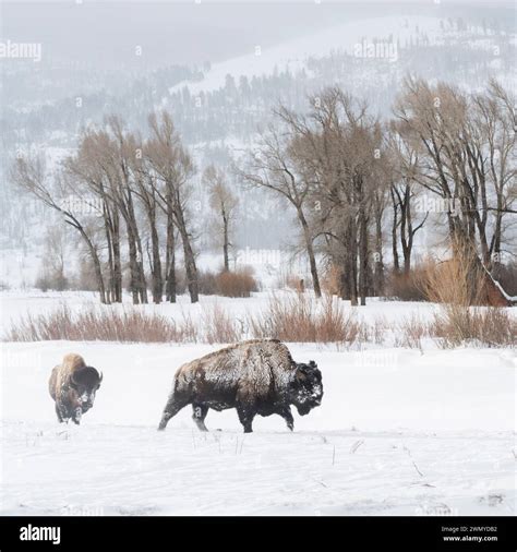 American Bisons Bison Bison Buffalos In Typical Surrounding Plain