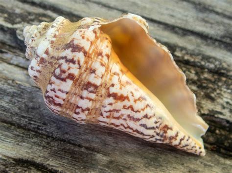 chiragra conch  tulamben karangasem regency bali indonesia