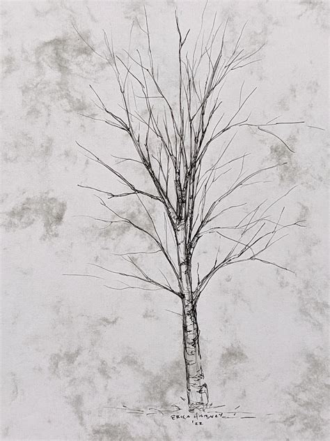 Original Birch Tree Sketch Pencil And Ink Drawing Birch Tree Etsy