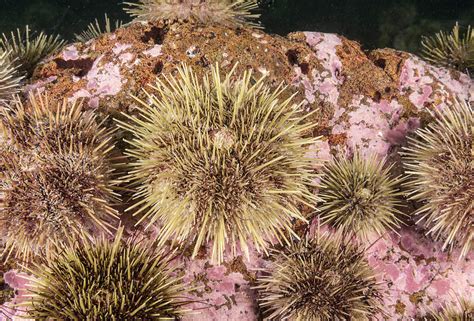 Green Sea Urchin 3 Photograph By Andrew J Martinez Pixels