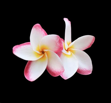 plumeria o frangipani o flores del árbol del templo primer plano