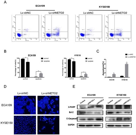 Apoptosis Of Escc Cells After Neto2 Knockdown A Apoptosis Was