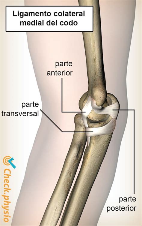 Lesión del ligamento colateral interno del codo Physio Check