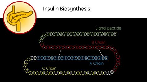 Insulin Biosynthesis Youtube