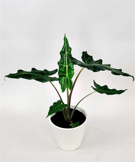 Alocasia Sarian PlantVine