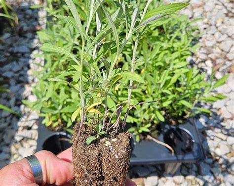 Artemisia Ludoviciana White Sagebrush Etsy