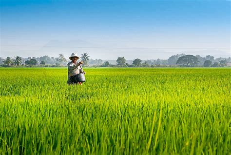 Pesawah Terima Bantuan Khas Rm Juta Mulai Januari Bbc Portal