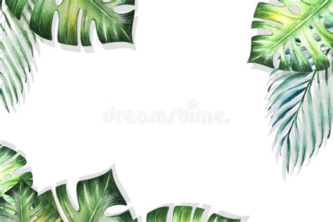 Beautiful Tropical Leaves Border Frame On White Backdrop Monstera