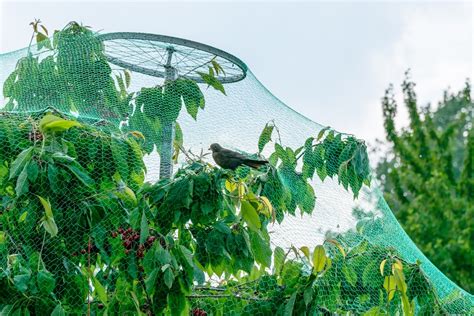 Comment Loigner Les Oiseaux Des Arbres Fruitiers