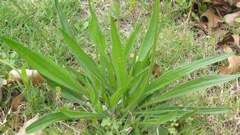 Buckhorn Plantain | NC State Extension Publications