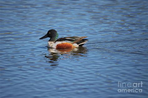 Male Northern Shoveler Swimming 4212 Photograph By Marvin Reinhart