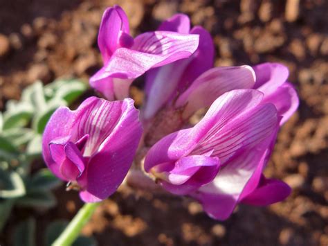 Purple flowers - photos of Astragalus Amphioxys, Fabaceae