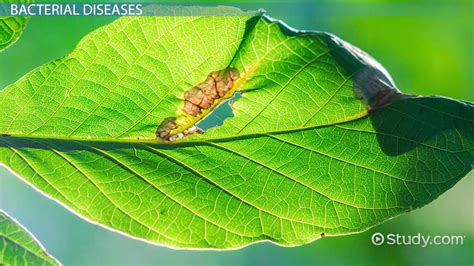 Common Plant Diseases | Overview, Identification & Types - Lesson ...