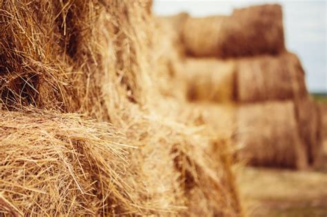 Premium Photo Hay Bales On The Field After Harvest