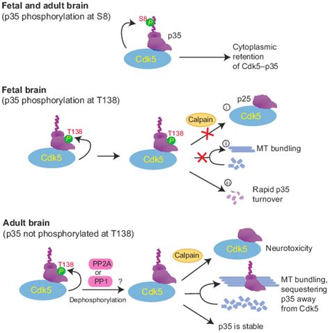 Regulation Of The Subcellular Localization And Stability Of P In