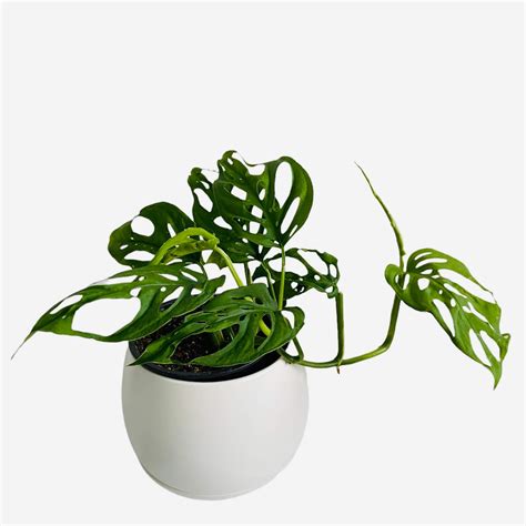 White Ceramic Pot With Saucer And Drainage The Lily Pot Reviews On