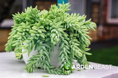 Guide To Sedum Morganianum How To Plant And Care For Burros Tail”