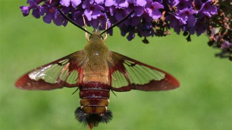 Tropicalia Wildfile Hummingbird Clearwing Moth